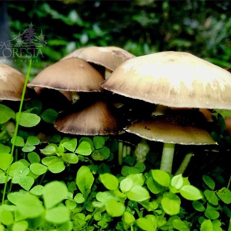 Casa Da Floresta Covilhã Esterno foto
